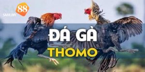 ga-da-thomo-moi-hom-nay-anh-bia